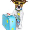 Tips to Create a Dog-Friendly Holiday Cottage