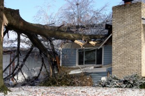 does property insurance cover fallen trees