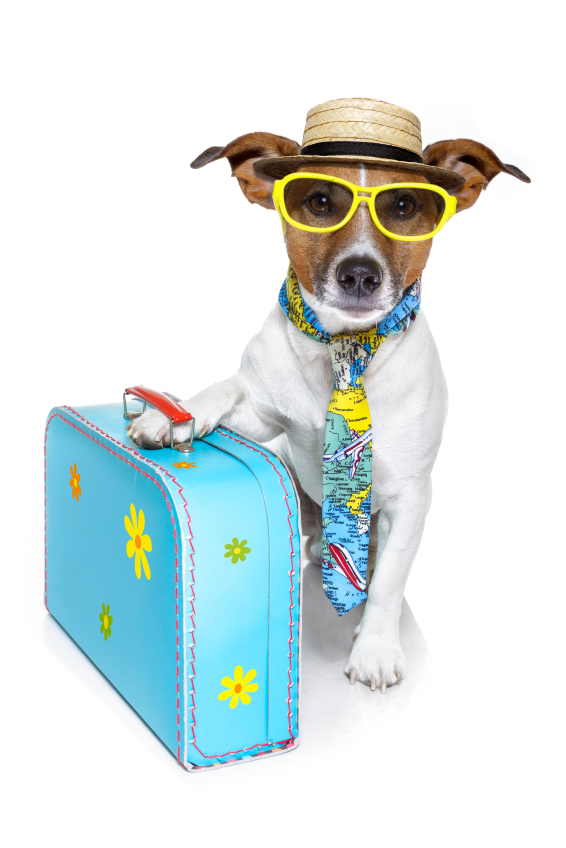 dog in sunglasses with suitcase