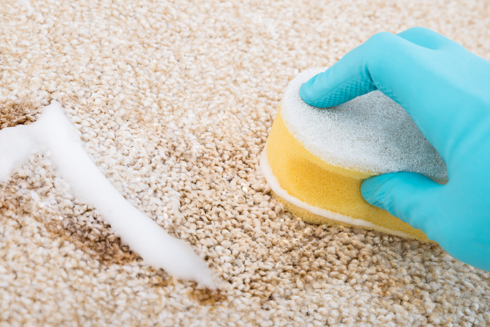 Person Cleaning Stain On Carpet